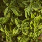 nikolett emmert ldp jvs4sra unsplash