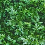 pexels didsss 2373885