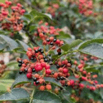 image 2026 01 01 200032041