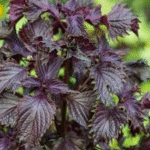 image 2026 01 01 201612528