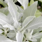 image 2026 01 01 223925339