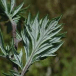 image 2026 01 02 001919197