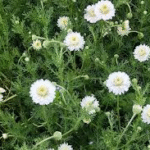 image 2026 01 02 002455444