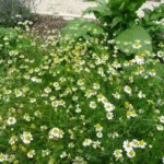 image 2026 01 02 002651847