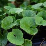 image 2026 01 02 002904729