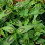 image 2026 01 02 003028422