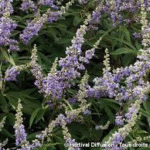 image 2026 01 02 003527817