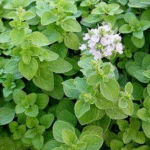 image 2026 01 02 004324633