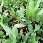 image 2026 01 02 004721542