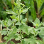 image 2026 01 02 004953804