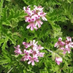 image 2026 01 02 005130995