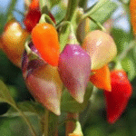 image 2026 01 02 005250287