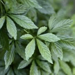 image 2026 01 02 011014148