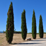 image 2026 01 07 141741732