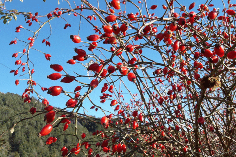 image 2026 01 19 224344851