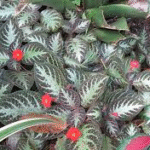 image 2026 01 30 005049626