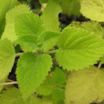 image 2026 01 30 005214306