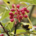 image 2026 01 30 005542040