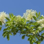 image 2026 01 30 005726238