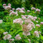 image 2026 01 30 010031143