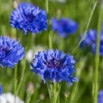 image 2026 01 30 234544965