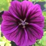 image 2026 01 31 000538031