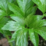 image 2026 01 31 001558194