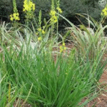 image 2026 01 31 001756486