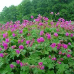 image 2026 01 31 002050493