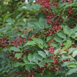 image 2026 02 02 235550870