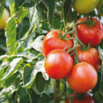 image 2026 02 03 001046373