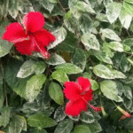 image 2026 02 04 002120525