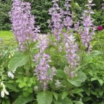 image 2026 02 04 002354401