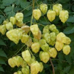 image 2026 02 04 003539633