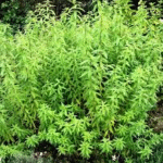 image 2026 02 04 003956664