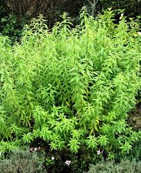 image 2026 02 04 003956664