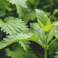 pexels artur roman 158558 518468